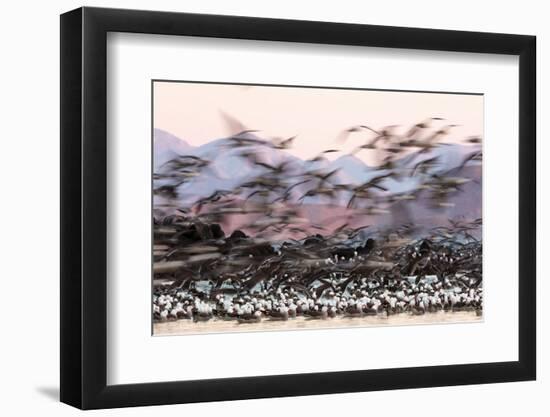 Heermann' gull breeding colony restless due to Peregrine falcons-Claudio Contreras-Framed Photographic Print