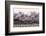 Heermann' gull breeding colony restless due to Peregrine falcons-Claudio Contreras-Framed Photographic Print
