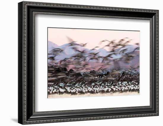 Heermann' gull breeding colony restless due to Peregrine falcons-Claudio Contreras-Framed Photographic Print