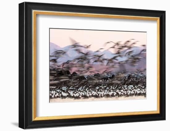 Heermann' gull breeding colony restless due to Peregrine falcons-Claudio Contreras-Framed Photographic Print