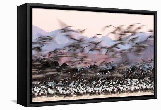 Heermann' gull breeding colony restless due to Peregrine falcons-Claudio Contreras-Framed Premier Image Canvas