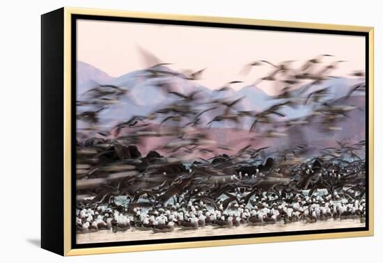 Heermann' gull breeding colony restless due to Peregrine falcons-Claudio Contreras-Framed Premier Image Canvas