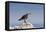 Heermann's Gull (Larus Heermanni), Isla Rasa, Gulf of California (Sea of Cortez), Mexico-Michael Nolan-Framed Premier Image Canvas