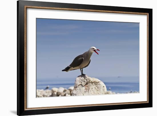 Heermann's Gull (Larus Heermanni), Isla Rasa, Gulf of California (Sea of Cortez), Mexico-Michael Nolan-Framed Photographic Print