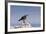 Heermann's Gull (Larus Heermanni), Isla Rasa, Gulf of California (Sea of Cortez), Mexico-Michael Nolan-Framed Photographic Print