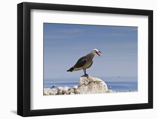 Heermann's Gull (Larus Heermanni), Isla Rasa, Gulf of California (Sea of Cortez), Mexico-Michael Nolan-Framed Photographic Print