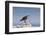 Heermann's Gull (Larus Heermanni), Isla Rasa, Gulf of California (Sea of Cortez), Mexico-Michael Nolan-Framed Photographic Print