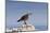 Heermann's Gull (Larus Heermanni), Isla Rasa, Gulf of California (Sea of Cortez), Mexico-Michael Nolan-Mounted Photographic Print