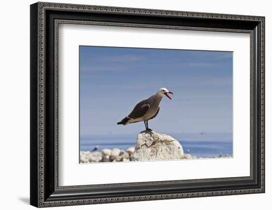 Heermann's Gull (Larus Heermanni), Isla Rasa, Gulf of California (Sea of Cortez), Mexico-Michael Nolan-Framed Photographic Print