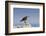 Heermann's Gull (Larus Heermanni), Isla Rasa, Gulf of California (Sea of Cortez), Mexico-Michael Nolan-Framed Photographic Print