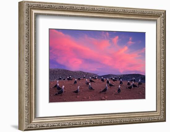 Heermann's gulls choosing and protecting nesting site, Mexico-Claudio Contreras-Framed Photographic Print