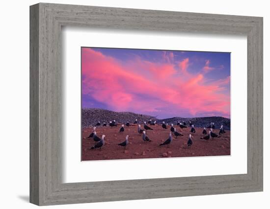 Heermann's gulls choosing and protecting nesting site, Mexico-Claudio Contreras-Framed Photographic Print