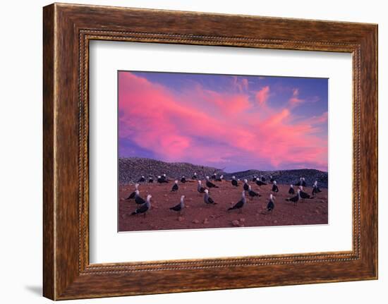 Heermann's gulls choosing and protecting nesting site, Mexico-Claudio Contreras-Framed Photographic Print