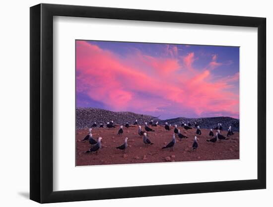 Heermann's gulls choosing and protecting nesting site, Mexico-Claudio Contreras-Framed Photographic Print