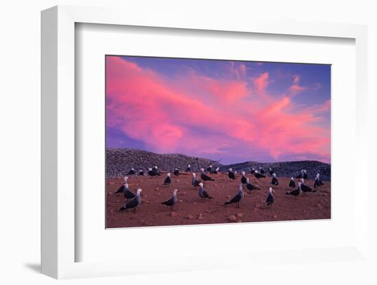 Heermann's gulls choosing and protecting nesting site, Mexico-Claudio Contreras-Framed Photographic Print