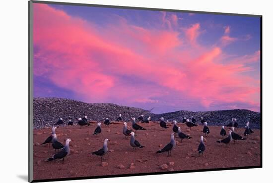 Heermann's gulls choosing and protecting nesting site, Mexico-Claudio Contreras-Mounted Photographic Print