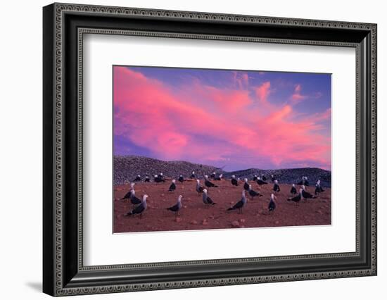 Heermann's gulls choosing and protecting nesting site, Mexico-Claudio Contreras-Framed Photographic Print