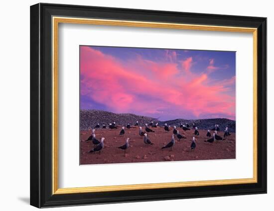 Heermann's gulls choosing and protecting nesting site, Mexico-Claudio Contreras-Framed Photographic Print