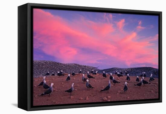 Heermann's gulls choosing and protecting nesting site, Mexico-Claudio Contreras-Framed Premier Image Canvas