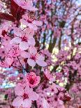 Cherry Blossom-Heidi Bannon-Photo