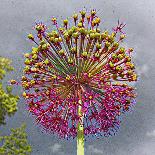 Montana Wagon Wheel I-Heidi Bannon-Photo