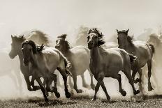 Horse-Heidi Bartsch-Framed Photographic Print