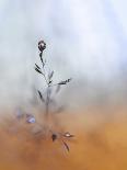 Single Drop Fall-Heidi Westum-Framed Photographic Print