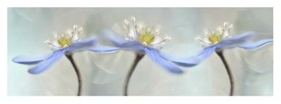 Touch of Blue-Heidi Westum-Photographic Print