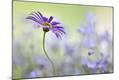 Premium Photographic Print