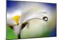 Photographic Print
