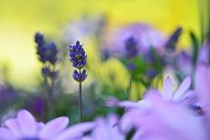 Lavender in the Flower Field-Heidi Westum-Photographic Print