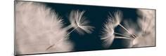 Premium Photographic Print