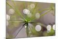 Premium Photographic Print