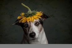 Does She Realize She Looks Like a Sunflower.-Heike Willers-Photographic Print