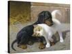 Stretched Canvas Print