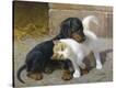Stretched Canvas Print