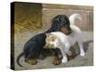 Stretched Canvas Print