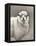 Heirloom Madras Sheep-Gwendolyn Babbitt-Framed Stretched Canvas