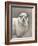 Heirloom Madras Sheep-Gwendolyn Babbitt-Framed Art Print