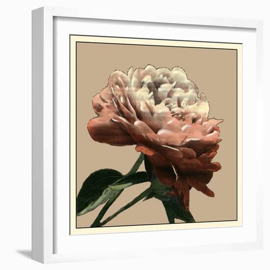 Heirloom Rose I-Chariklia Zarris-Framed Art Print
