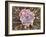 HeLa Cell Dying, SEM-Thomas Deerinck-Framed Photographic Print