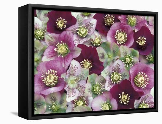 Heleborus Flower Pattern, Sammamish, Washington, USA-Darrell Gulin-Framed Premier Image Canvas