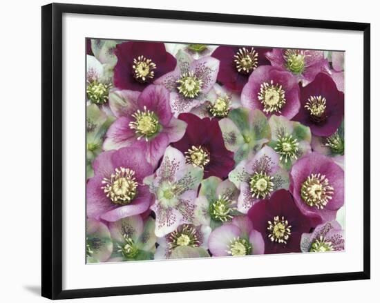 Heleborus Flower Pattern, Sammamish, Washington, USA-Darrell Gulin-Framed Photographic Print