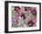 Heleborus Flower Pattern, Sammamish, Washington, USA-Darrell Gulin-Framed Photographic Print