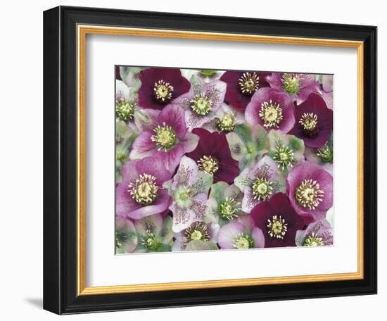 Heleborus Flower Pattern, Sammamish, Washington, USA-Darrell Gulin-Framed Photographic Print