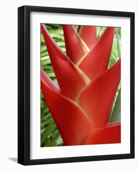 Heleconia, Maui, Hawaii, USA-Bruce Behnke-Framed Photographic Print