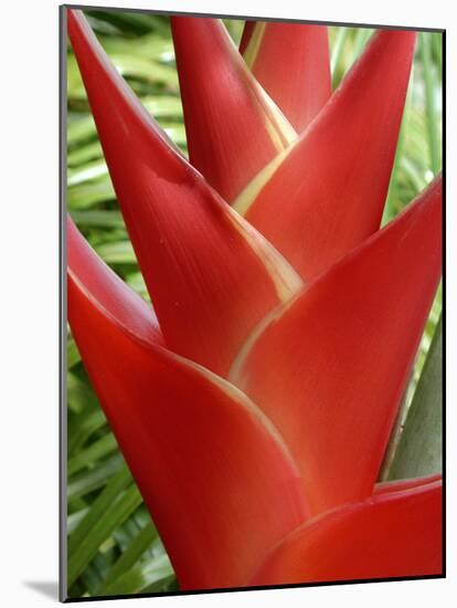 Heleconia, Maui, Hawaii, USA-Bruce Behnke-Mounted Photographic Print