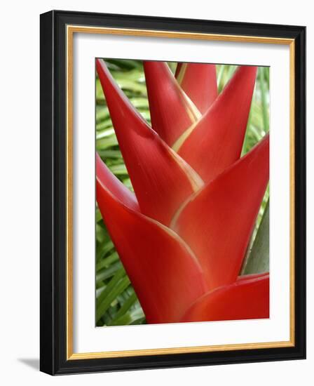 Heleconia, Maui, Hawaii, USA-Bruce Behnke-Framed Photographic Print