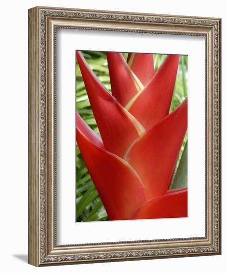 Heleconia, Maui, Hawaii, USA-Bruce Behnke-Framed Photographic Print