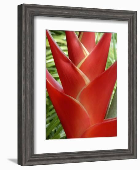 Heleconia, Maui, Hawaii, USA-Bruce Behnke-Framed Photographic Print